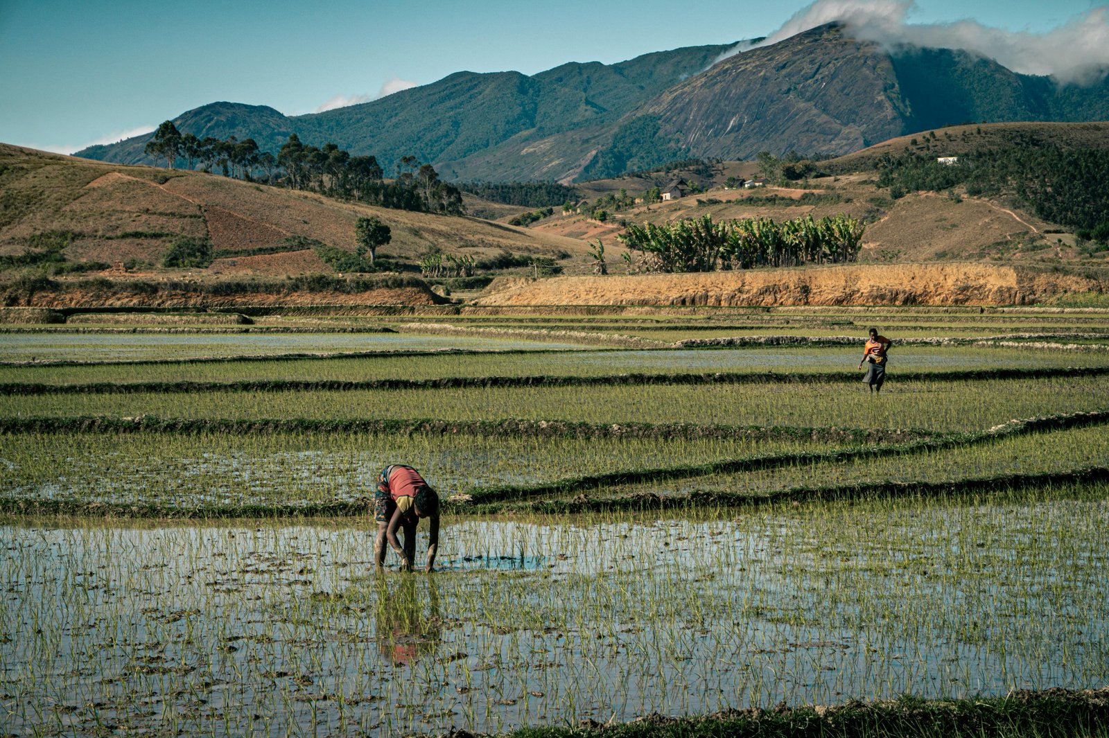 Rizières de Madagascar
